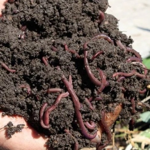 Gandulkhat / Vermicompost by Paani Foundation Sarsenapati Prataprao Gujar Women Farmers Group, Bhosare