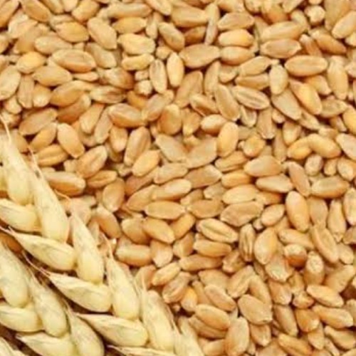 Wheat (Residue Free) Paani Foundation Suyog Women Farmers Group, Pangarkhel